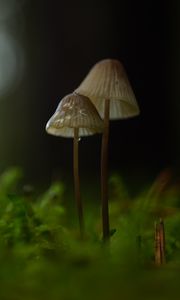 Preview wallpaper mushrooms, macro, moss, blur