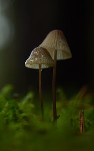 Preview wallpaper mushrooms, macro, moss, blur