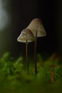 Preview wallpaper mushrooms, macro, moss, blur