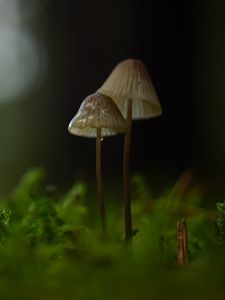 Preview wallpaper mushrooms, macro, moss, blur