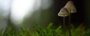 Preview wallpaper mushrooms, macro, moss, blur