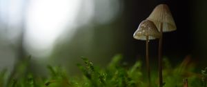 Preview wallpaper mushrooms, macro, moss, blur