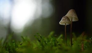 Preview wallpaper mushrooms, macro, moss, blur