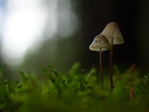 Preview wallpaper mushrooms, macro, moss, blur