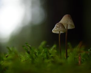 Preview wallpaper mushrooms, macro, moss, blur