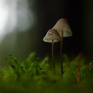 Preview wallpaper mushrooms, macro, moss, blur