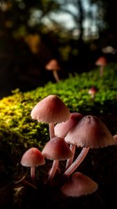 Preview wallpaper mushrooms, macro, moss, closeup