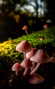 Preview wallpaper mushrooms, macro, moss, closeup