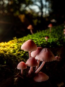 Preview wallpaper mushrooms, macro, moss, closeup