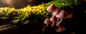 Preview wallpaper mushrooms, macro, moss, closeup