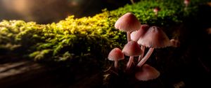 Preview wallpaper mushrooms, macro, moss, closeup