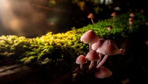 Preview wallpaper mushrooms, macro, moss, closeup