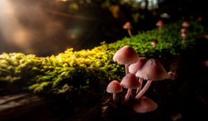 Preview wallpaper mushrooms, macro, moss, closeup