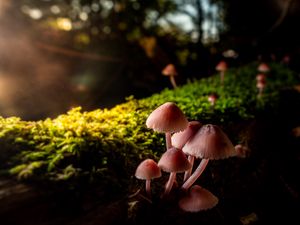 Preview wallpaper mushrooms, macro, moss, closeup