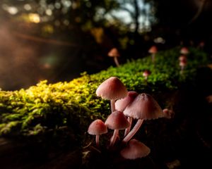 Preview wallpaper mushrooms, macro, moss, closeup