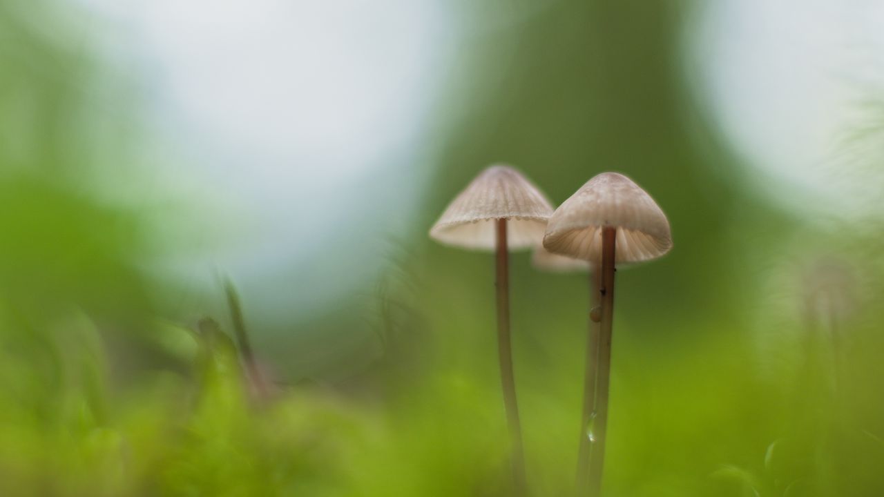 Wallpaper mushrooms, macro, moss, blur, nature