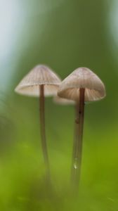 Preview wallpaper mushrooms, macro, moss, blur, nature