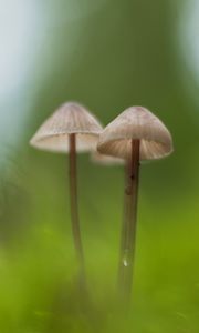 Preview wallpaper mushrooms, macro, moss, blur, nature