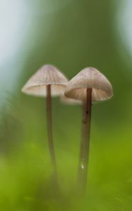 Preview wallpaper mushrooms, macro, moss, blur, nature