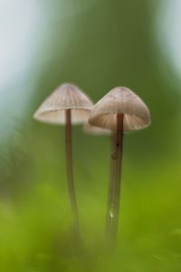 Preview wallpaper mushrooms, macro, moss, blur, nature