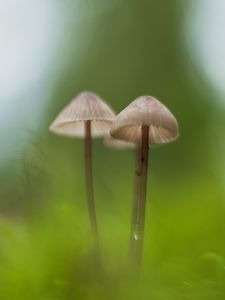 Preview wallpaper mushrooms, macro, moss, blur, nature