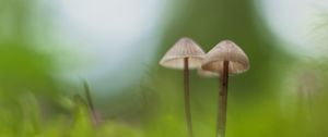 Preview wallpaper mushrooms, macro, moss, blur, nature