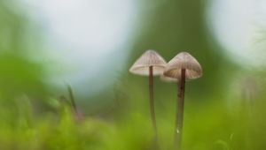 Preview wallpaper mushrooms, macro, moss, blur, nature