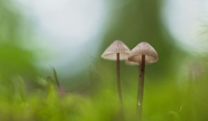 Preview wallpaper mushrooms, macro, moss, blur, nature