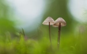 Preview wallpaper mushrooms, macro, moss, blur, nature