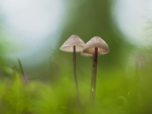 Preview wallpaper mushrooms, macro, moss, blur, nature