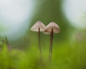 Preview wallpaper mushrooms, macro, moss, blur, nature