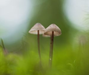 Preview wallpaper mushrooms, macro, moss, blur, nature