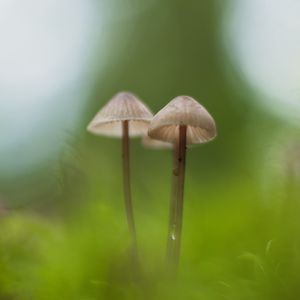 Preview wallpaper mushrooms, macro, moss, blur, nature