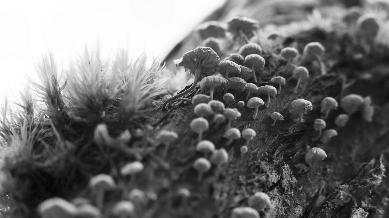 Wallpaper mushrooms, macro, moss, log, nature, bw