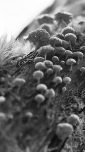 Preview wallpaper mushrooms, macro, moss, log, nature, bw