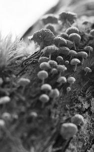 Preview wallpaper mushrooms, macro, moss, log, nature, bw