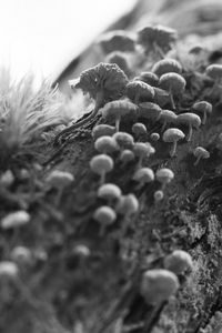 Preview wallpaper mushrooms, macro, moss, log, nature, bw