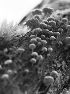 Preview wallpaper mushrooms, macro, moss, log, nature, bw