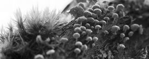 Preview wallpaper mushrooms, macro, moss, log, nature, bw