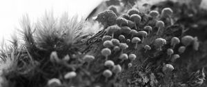 Preview wallpaper mushrooms, macro, moss, log, nature, bw