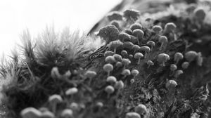 Preview wallpaper mushrooms, macro, moss, log, nature, bw