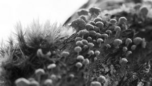 Preview wallpaper mushrooms, macro, moss, log, nature, bw