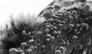 Preview wallpaper mushrooms, macro, moss, log, nature, bw