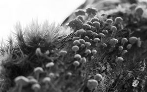 Preview wallpaper mushrooms, macro, moss, log, nature, bw