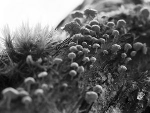 Preview wallpaper mushrooms, macro, moss, log, nature, bw