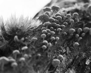 Preview wallpaper mushrooms, macro, moss, log, nature, bw