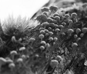 Preview wallpaper mushrooms, macro, moss, log, nature, bw