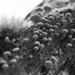 Preview wallpaper mushrooms, macro, moss, log, nature, bw