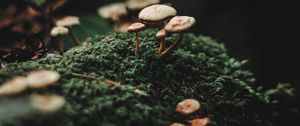 Preview wallpaper mushrooms, moss, blur, macro