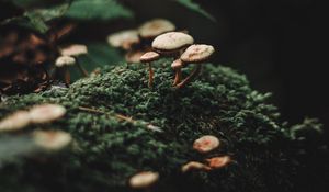 Preview wallpaper mushrooms, moss, blur, macro